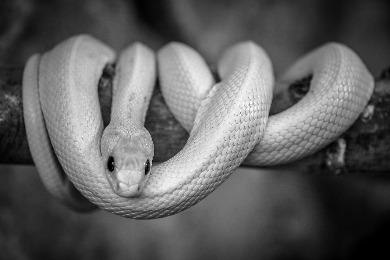 Sonhar com cobra interpretações e seus significados